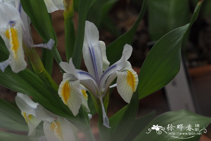 Iris vicaria