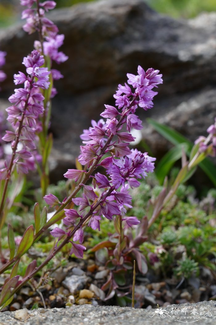 阿马拉远志Polygala amara