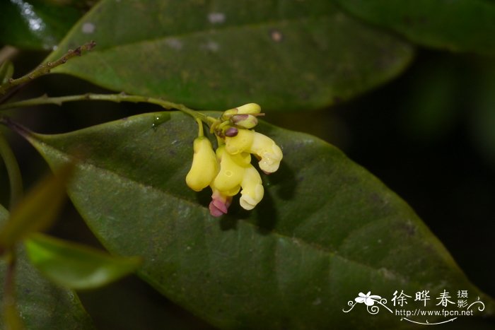 尾叶远志Polygala caudata