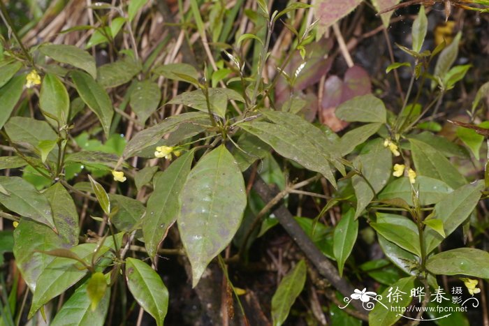 尾叶远志Polygala caudata