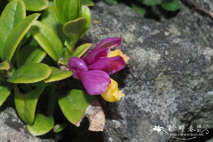 大花远志Polygala chamaebuxus var. grandiflora