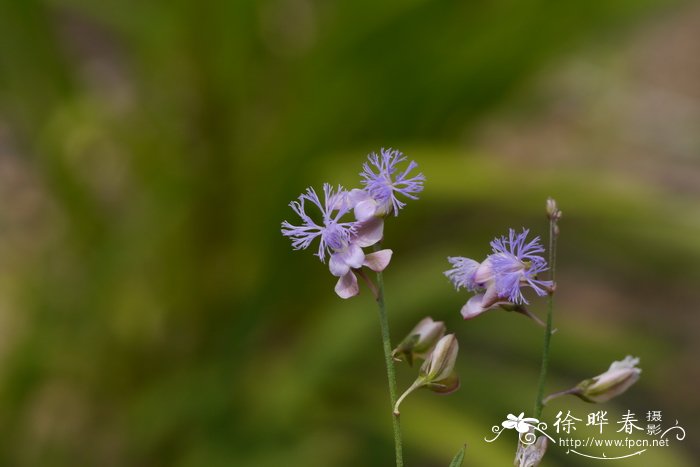 远志Polygala tenuifolia