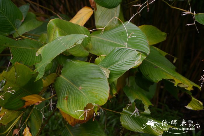 紫花芦竹芋Marantochloa purpurea