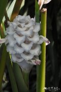 '蓝冰'肿节竹芋 Calathea burle-marxii 'Ice Blue'