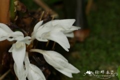 箭羽竹芋Calathea lancifolia