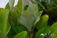 雪茄竹芋Calathea lutea