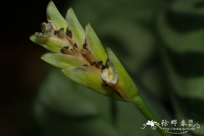 方角节花竹芋 Ctenanthe burle-marxii