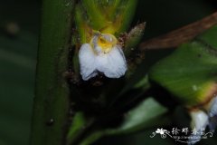 青叶节花竹芋Ctenanthe compressa