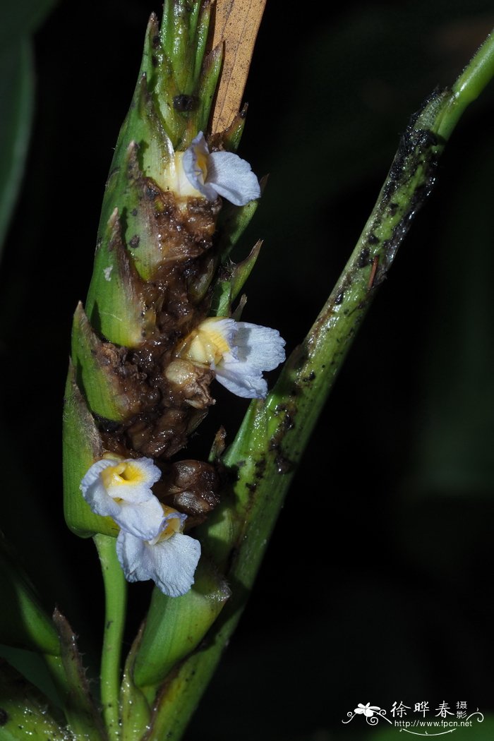 青叶节花竹芋Ctenanthe compressa