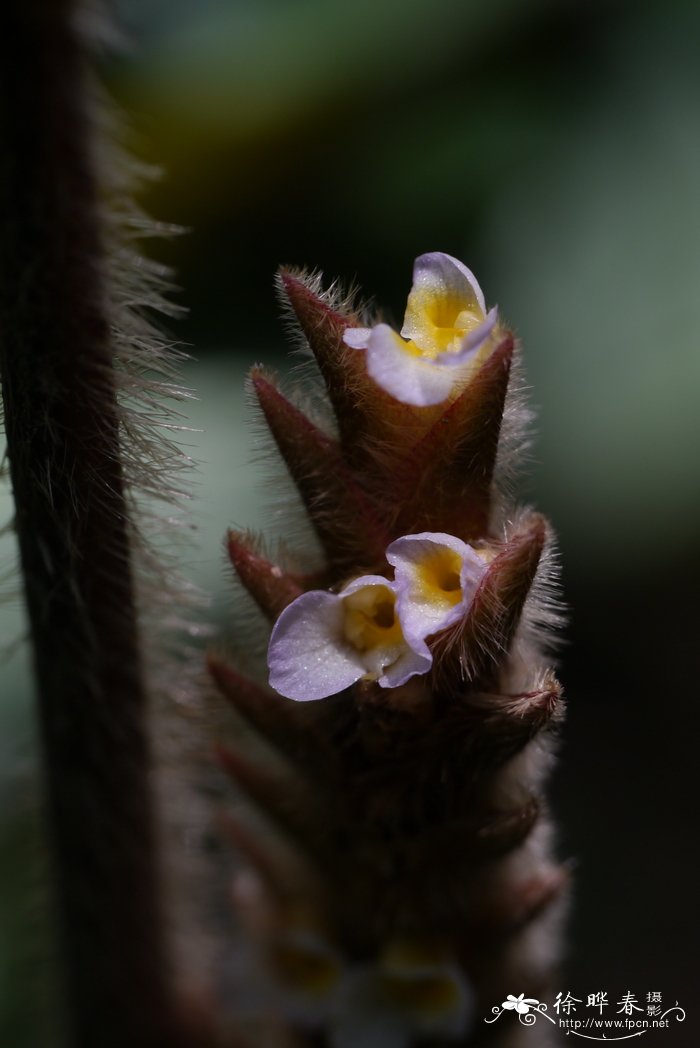 银羽竹芋 Ctenanthe setosa