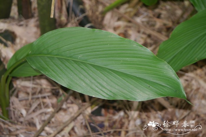 竹芋Maranta arundinacea