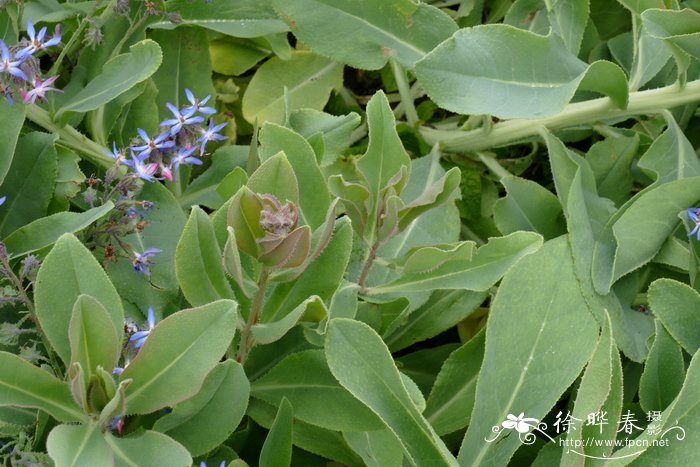 Caccinia strigosa