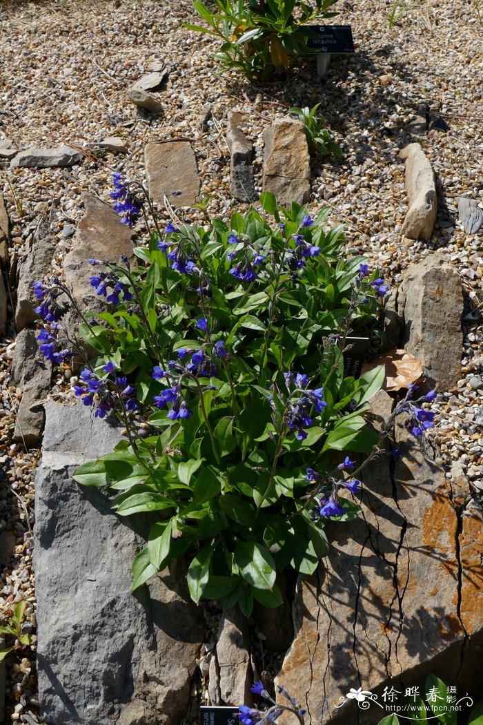 报春花滨紫草Mertensia primuloides