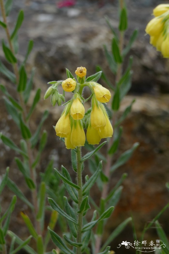 沙生滇紫草Onosma arenarium