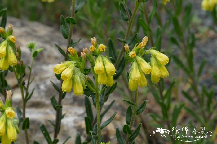 金花岩生滇紫草Onosma frutescens