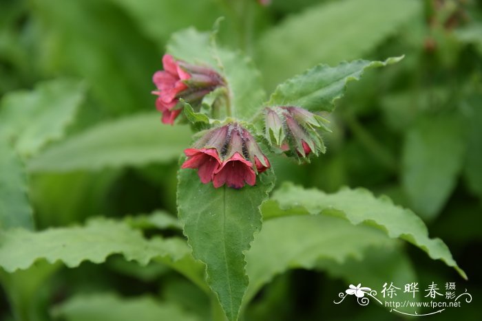 山地肺草Pulmonaria montana