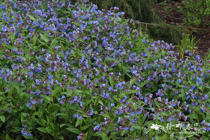 '海登'甜肺草Pulmonaria saccharata 'Highdown'