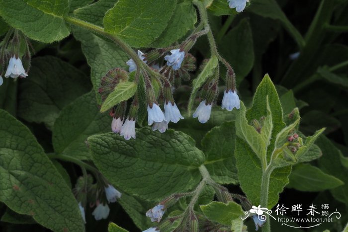 高加索聚合草Symphytum caucasicum