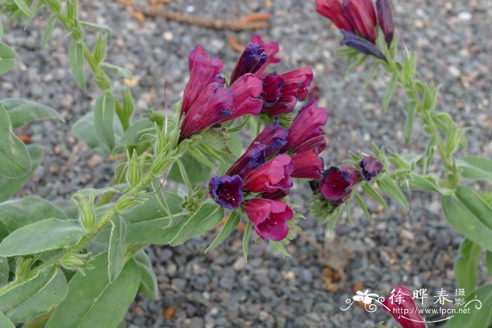 美丽蓝蓟Echium amoenum