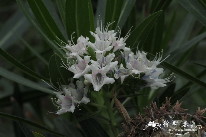 得彩蓝蓟Echium decaisnei