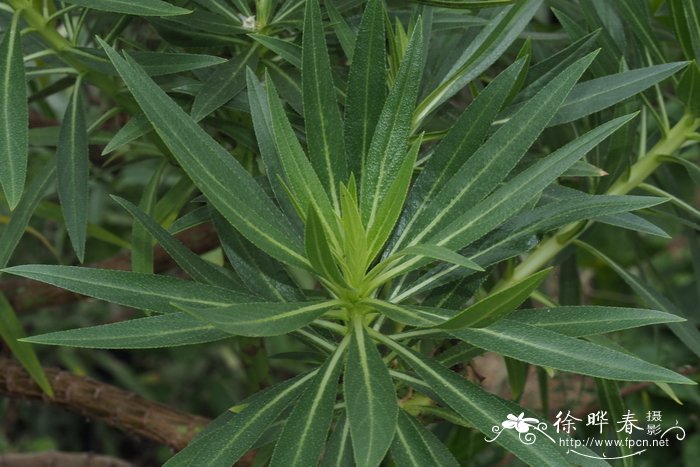 得彩蓝蓟Echium decaisnei