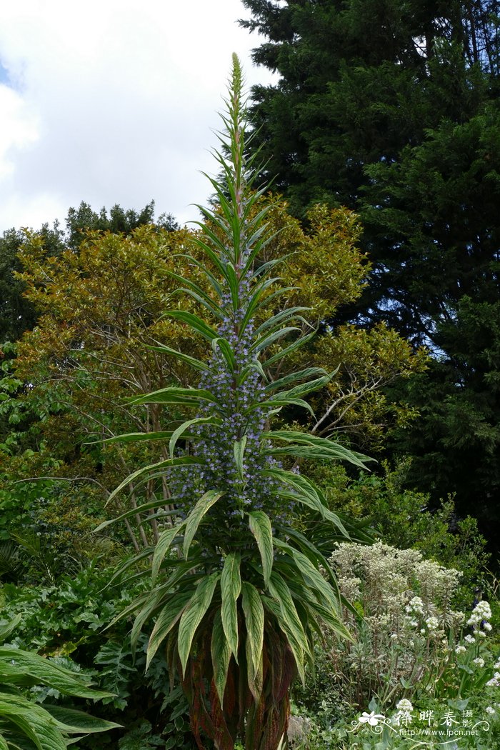 紫塔蓝蓟Echium pininana