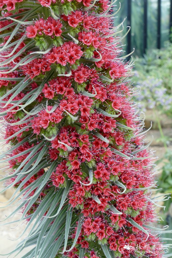 野蓝蓟Echium wildpretii