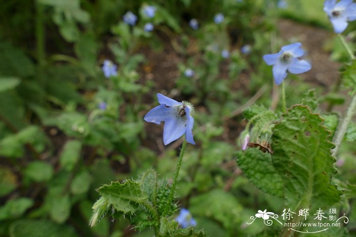 矮小琉璃苣Borago pygmaea