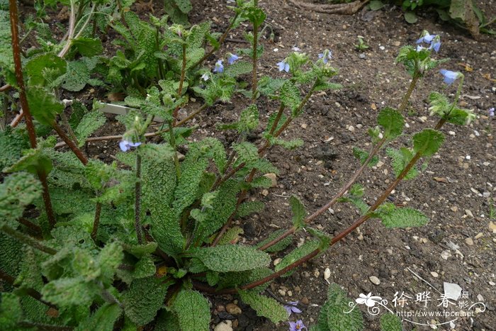 矮小琉璃苣Borago pygmaea