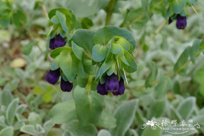 蜜蜡花 Cerinthe major