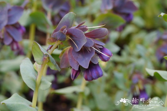 紫铃蜜蜡花Cerinthe major Purpurescens 'Purple Belle'