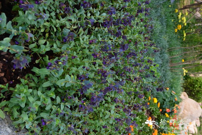 紫铃蜜蜡花Cerinthe major Purpurescens 'Purple Belle'