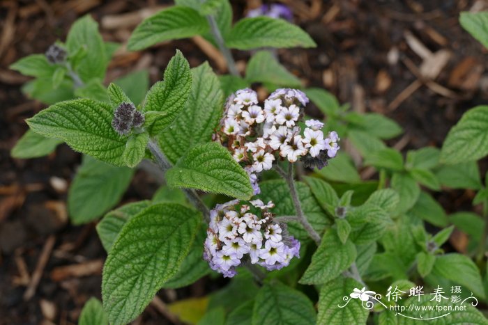 南美天芥菜Heliotropium arborescens