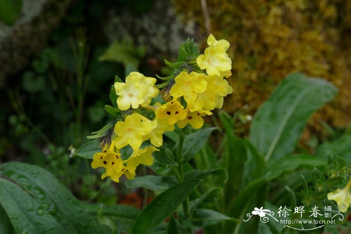 美丽软紫草Arnebia pulchra