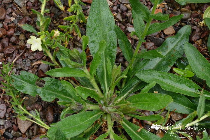 美丽软紫草Arnebia pulchra