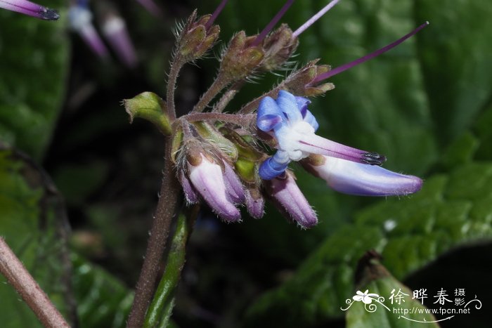 东方圣仙草Trachystemon orientalis