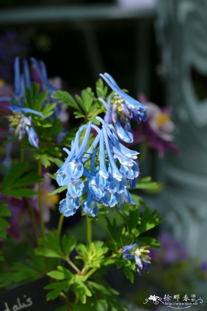 高茎紫堇Corydalis elata