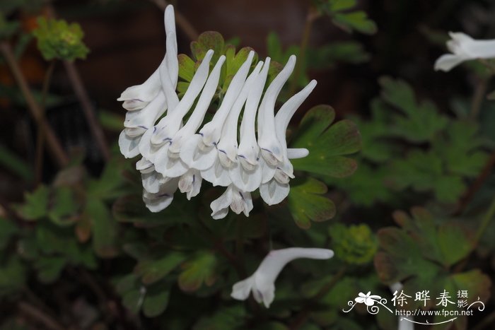 '巴朗雾'穆坪紫堇Corydalis flexuosa 'Balang Mist'