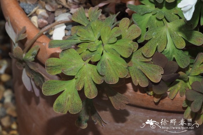 '巴朗雾'穆坪紫堇Corydalis flexuosa 'Balang Mist'