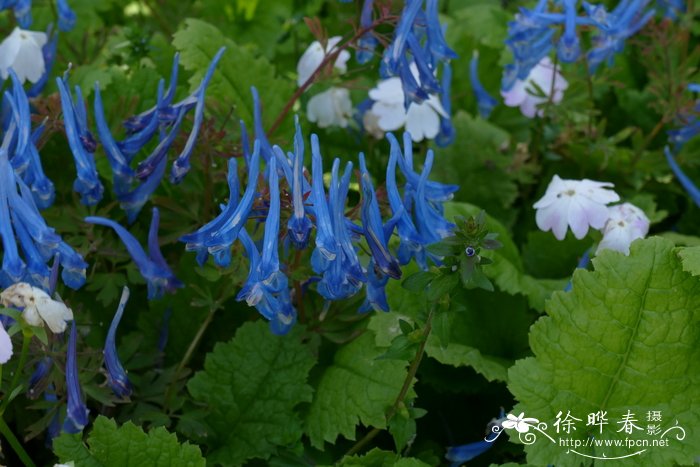 '中国蓝'穆坪紫堇Corydalis flexuosa 'China blue'