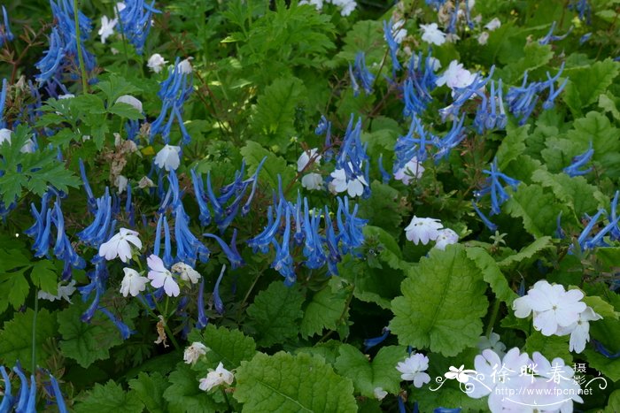 '中国蓝'穆坪紫堇Corydalis flexuosa 'China blue'