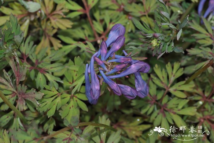 穆坪紫堇Corydalis flexuosa