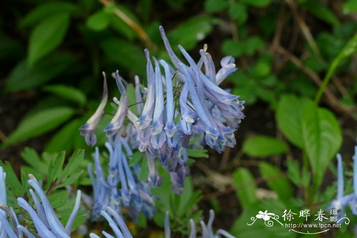 穆坪紫堇Corydalis flexuosa