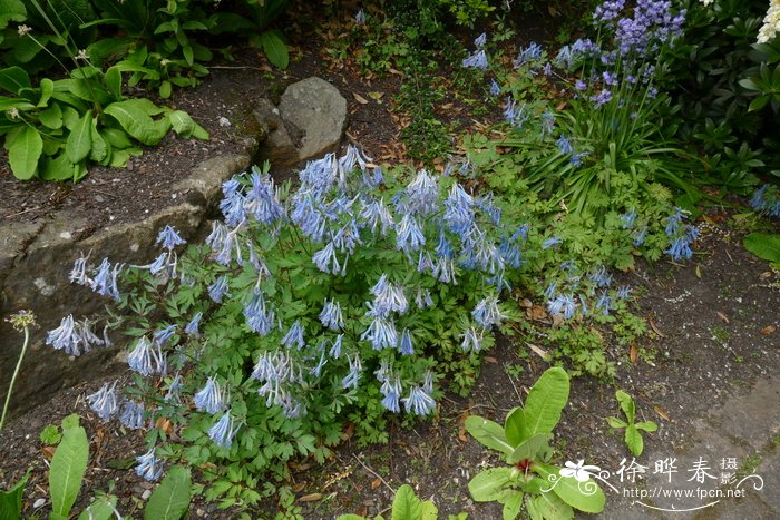 穆坪紫堇Corydalis flexuosa