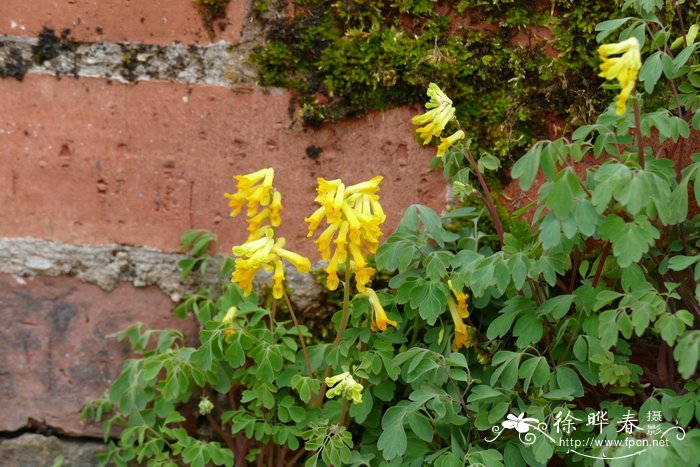 欧黄堇Corydalis lutea