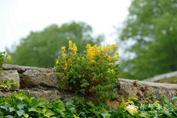 欧黄堇Corydalis lutea