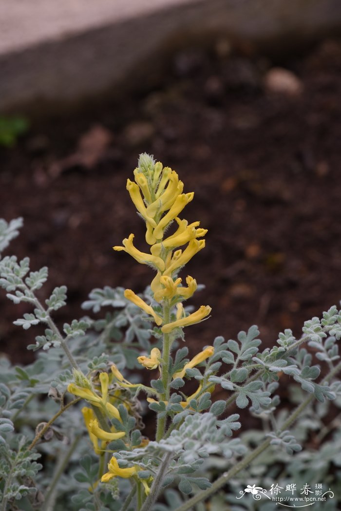 毛黄堇Corydalis tomentella