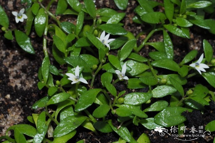 湿生半边莲 Lobelia irrigua