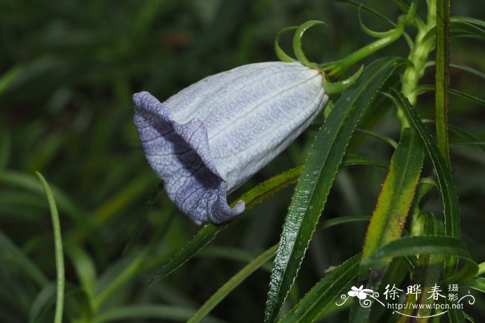 毛里求斯岛风铃Nesocodon mauritianus