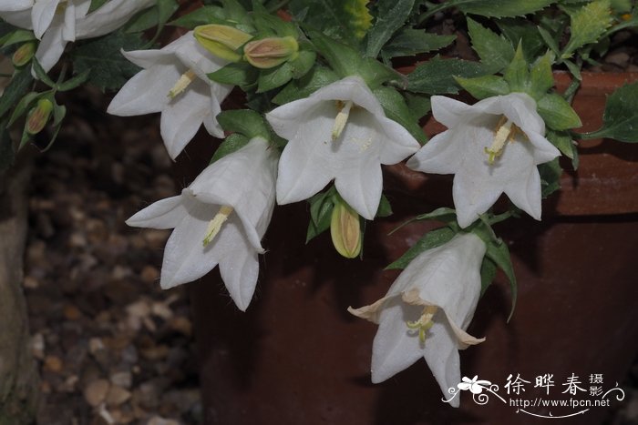 桦叶风铃草 Campanula betulifolia